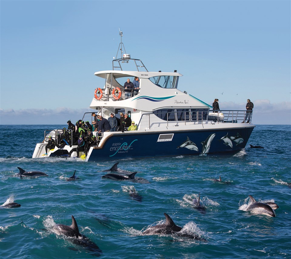 Kaikoura Swim with Dolphins