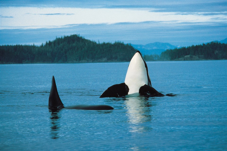 Tofino Whale Watch Tour by Zodiac