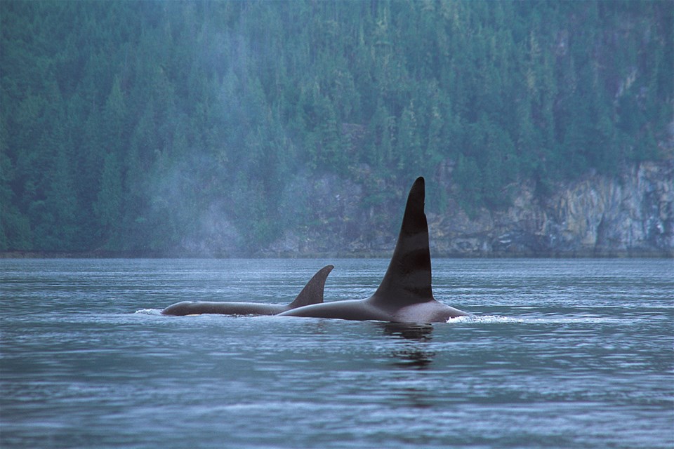 Ucluelet Whale Watch Tour by Covered Boat