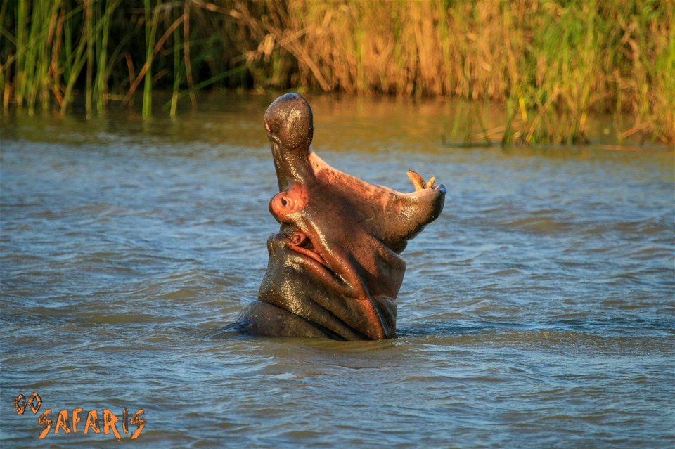 St Lucia Hippo Cruise