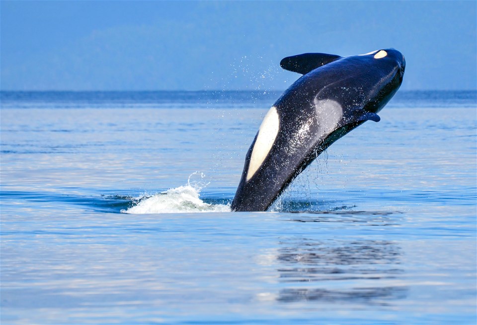 Bears, Boats & Beautiful British Columbia