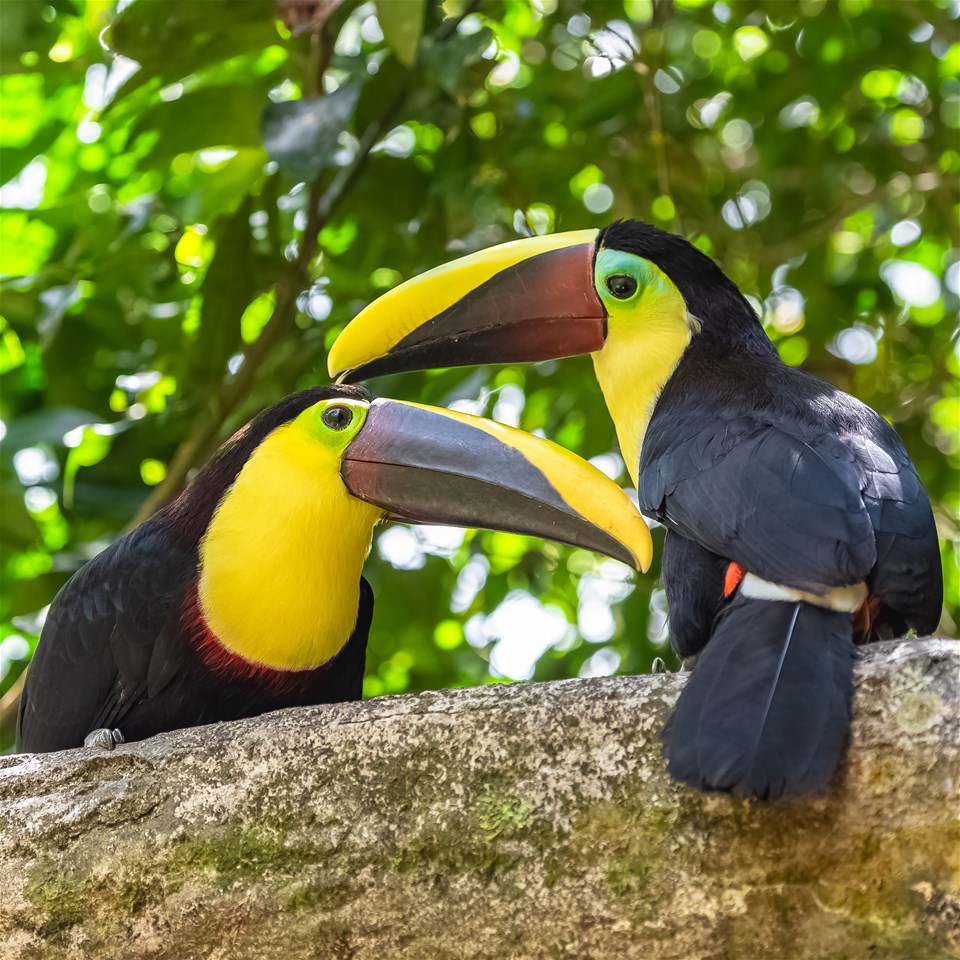 Toucans, Tree Tops & Beach Time