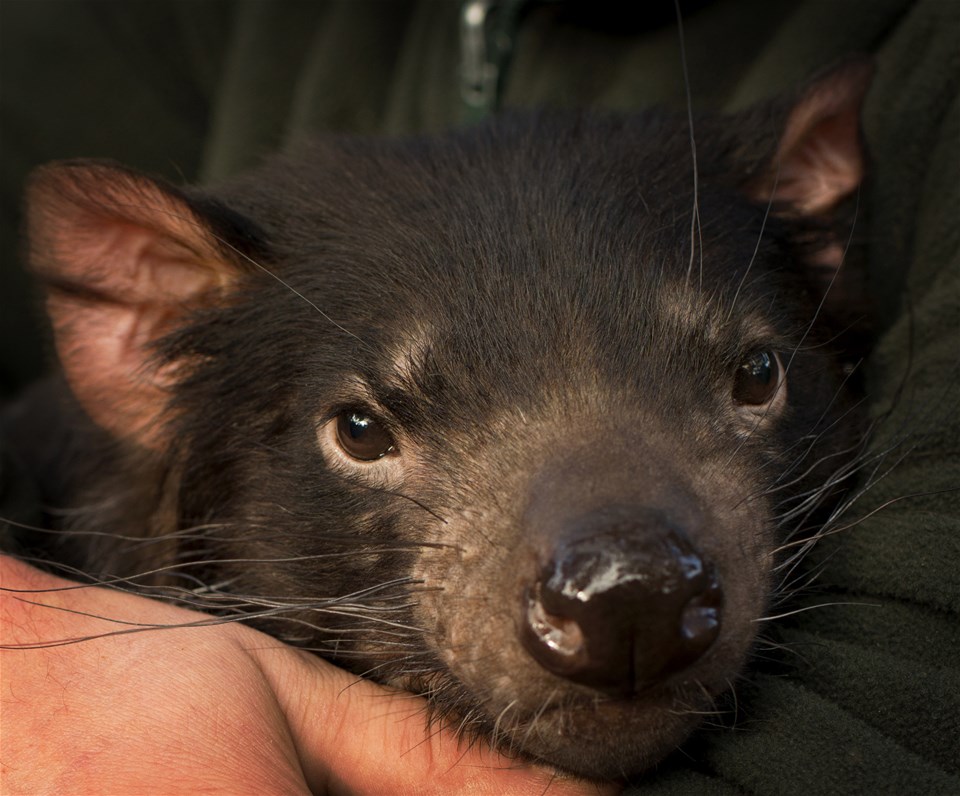 Bonorong Wildlife Sanctuary