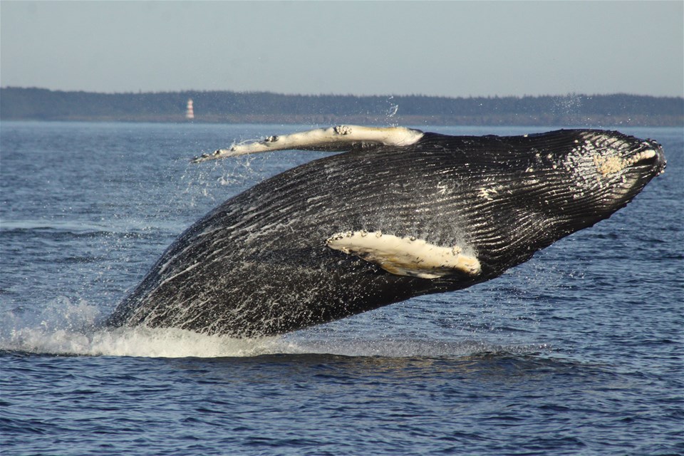 Brier Island Whale & Seabird Cruise