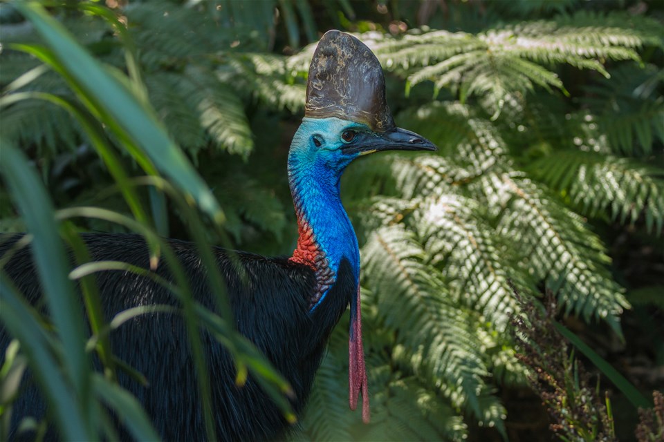 Tropical North Queensland Rainforest Experiences | Trailfinders