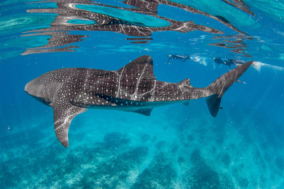 Western Shores & Whale Sharks