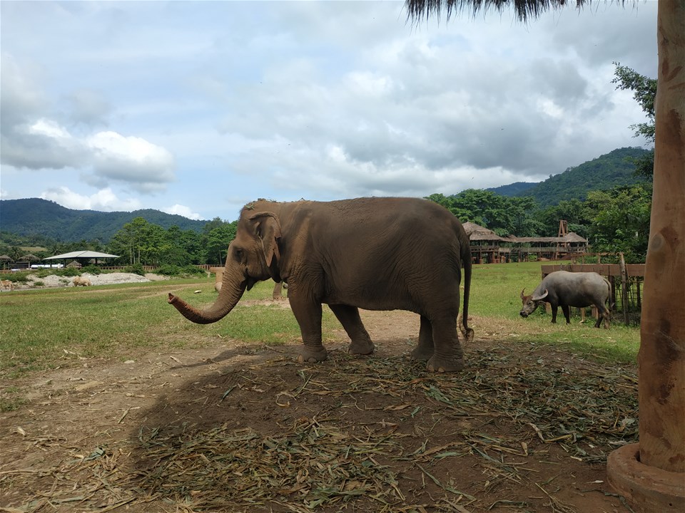 Elephant Nature Park Experience