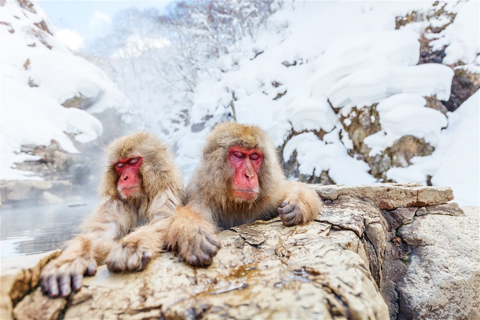 Japan in Winter