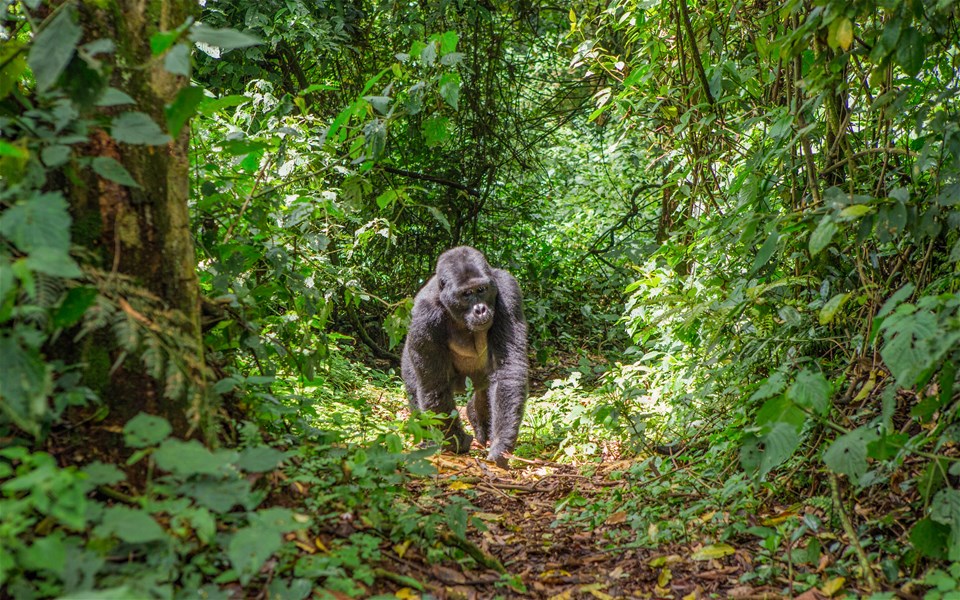 Gorillas, Game Parks & Glorious Beaches