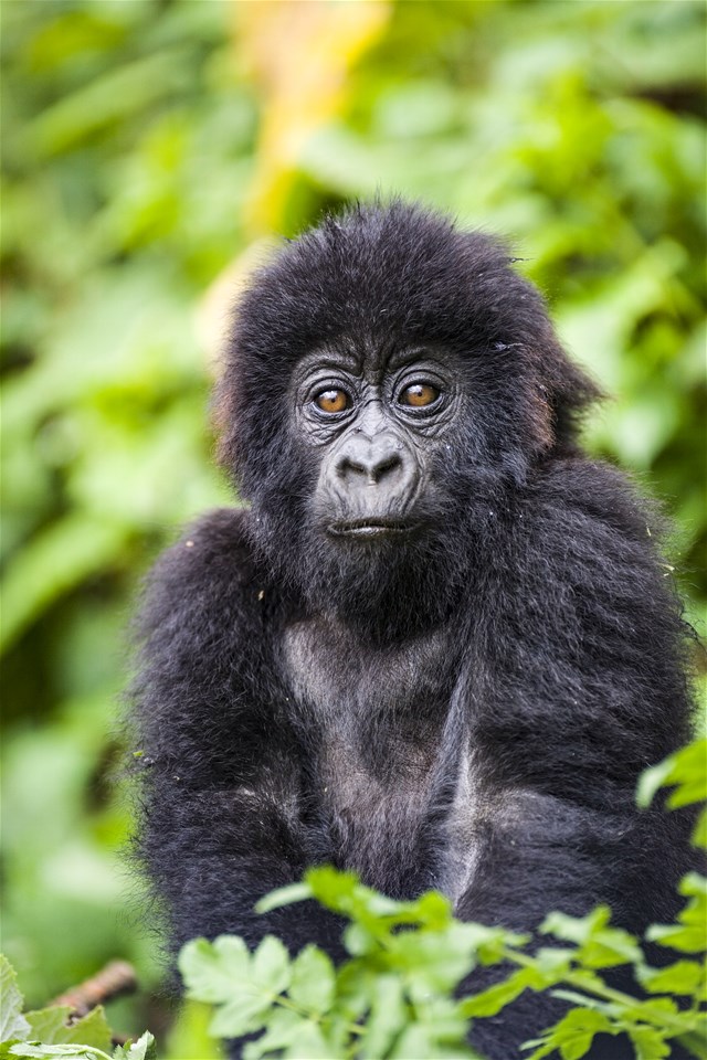 Gorillas & Chimps of Rwanda in Style