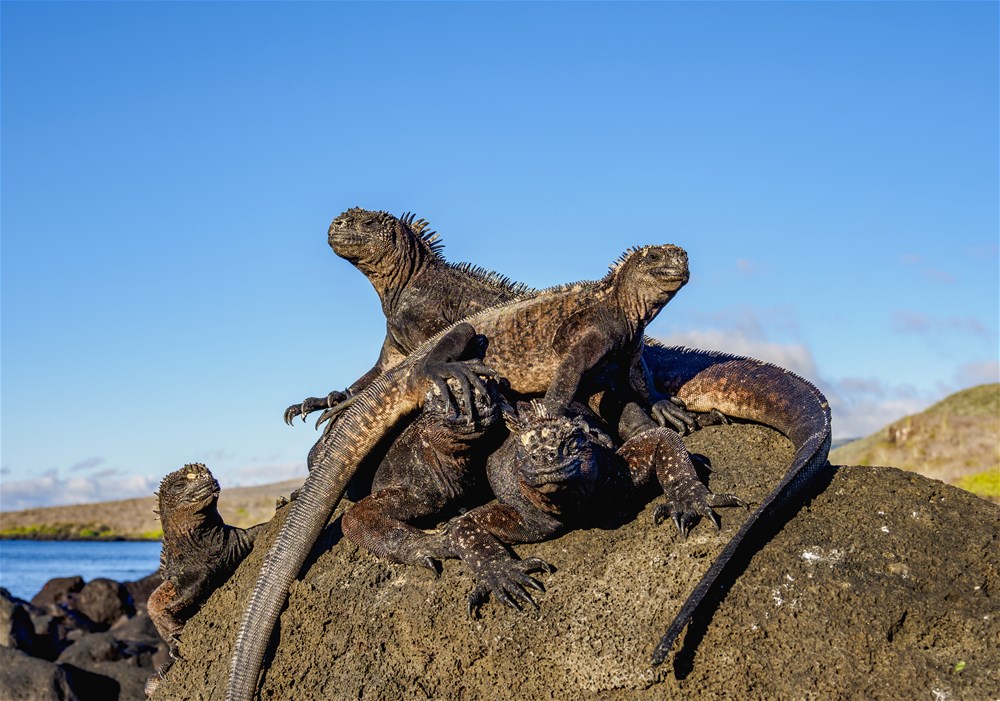 One Week in the Galapagos Islands