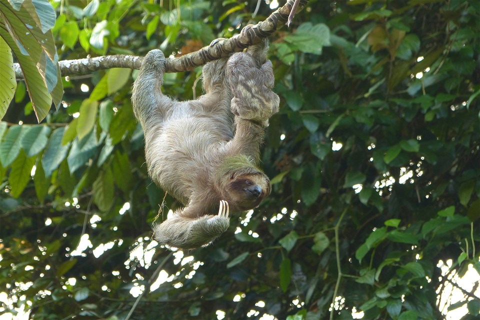 Searching for Sloths, Arenal