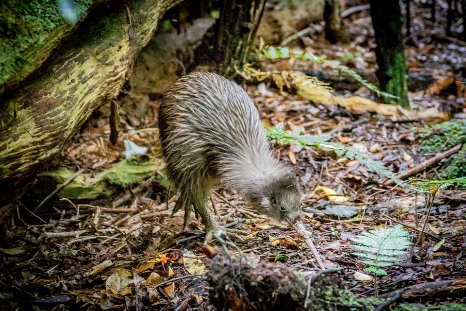 Wild Kiwi Encounter