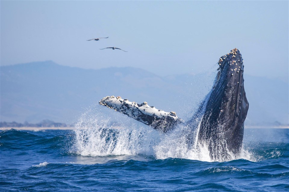 Monterey Whale Watching Tour