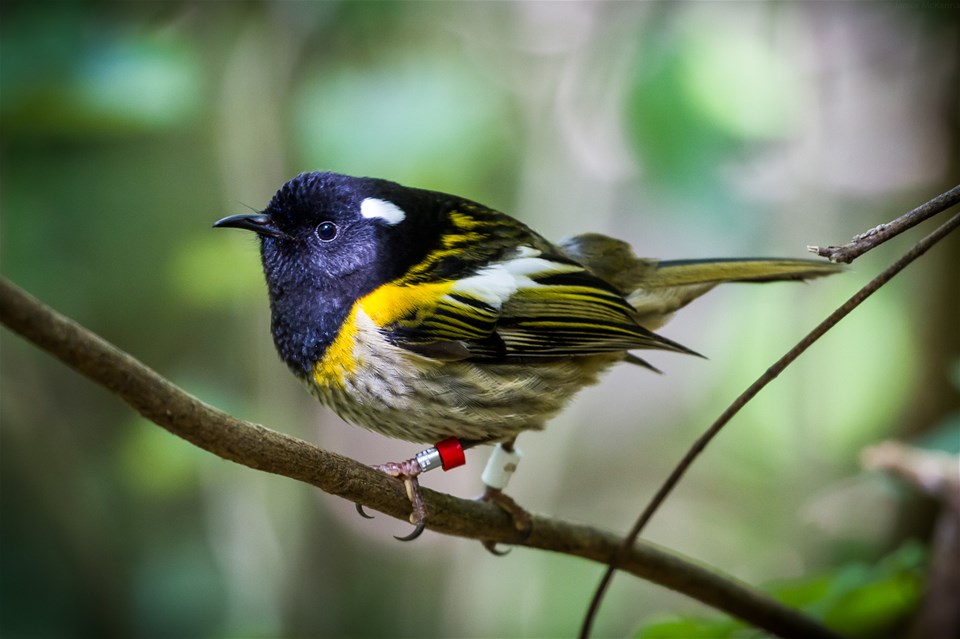 Zealandia Ecosanctuary Day Tour