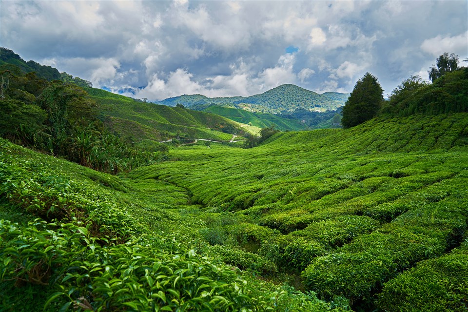 Cameron Highlands Explorer