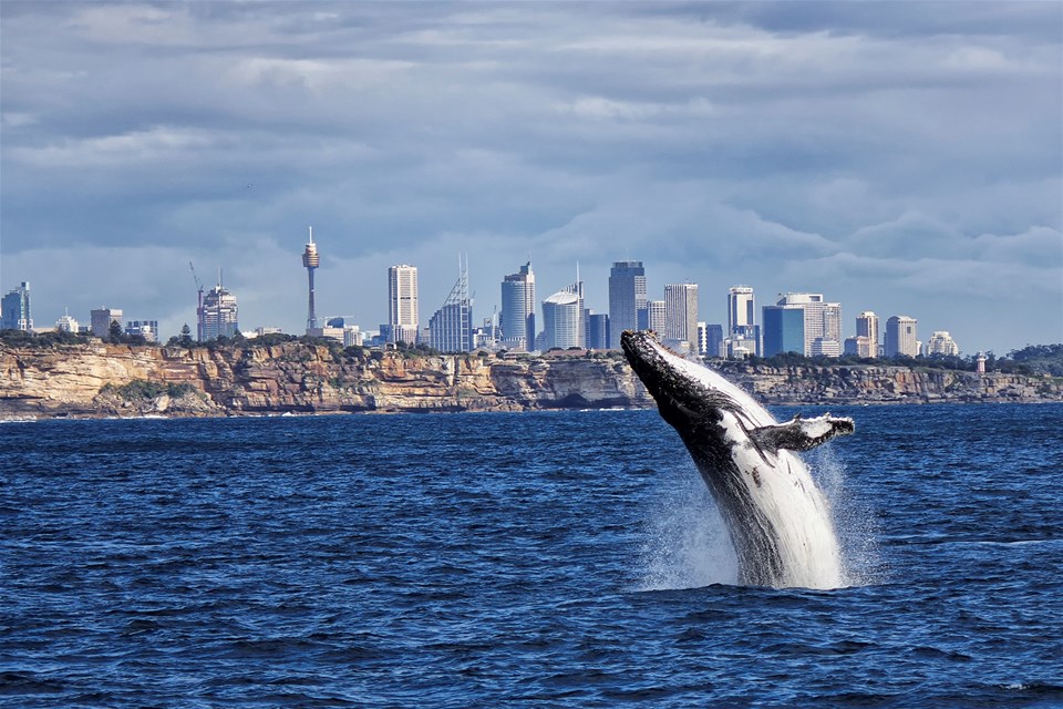 Sydney Whale Watch Cruise