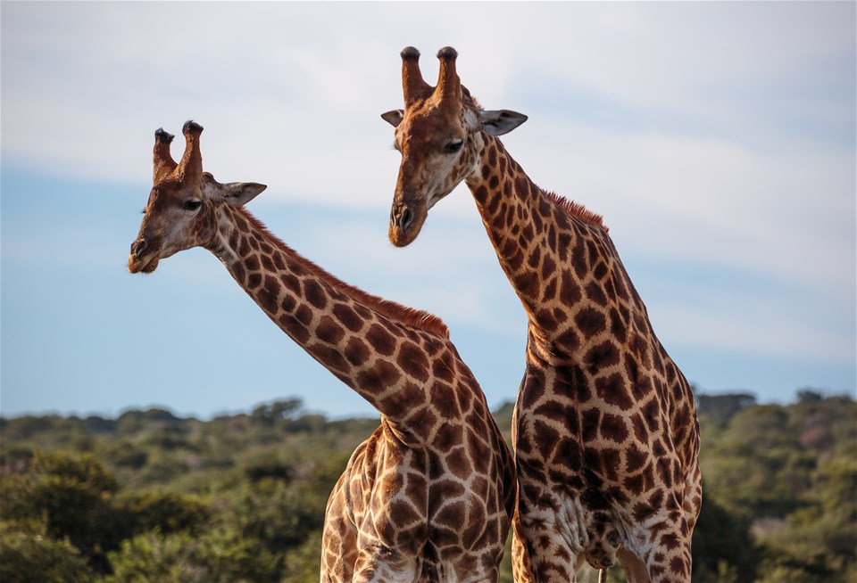 Family Eastern Cape