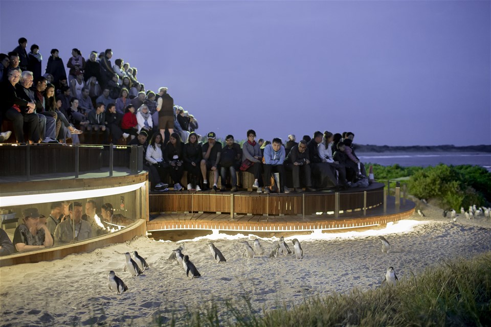 Penguin Parade Plus Viewing Platform