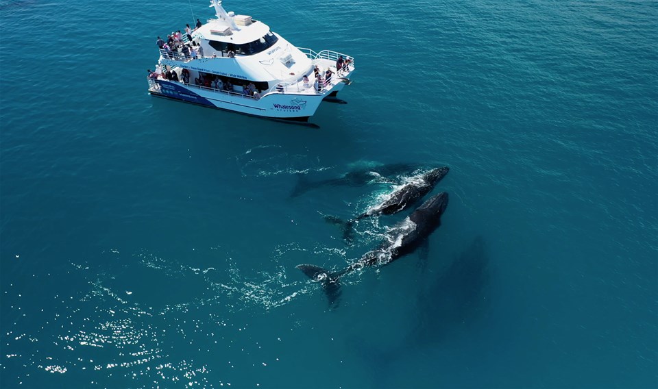 Hervey Bay Whale Watch Tour