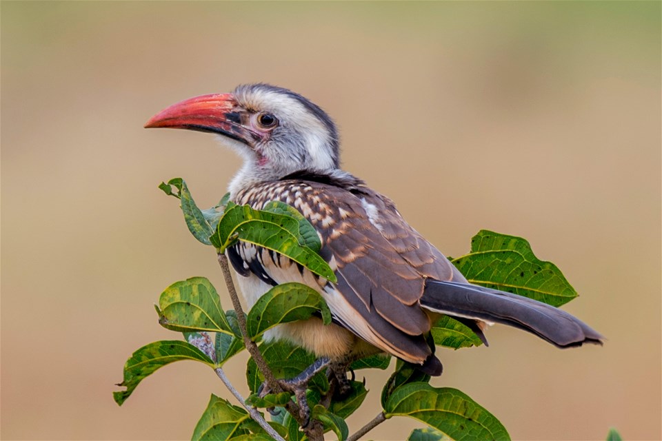 Zazu Family Safari