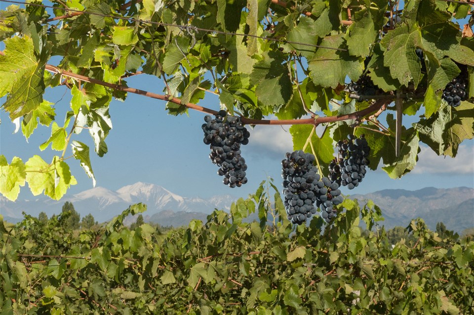 Central Valley Wine Tour