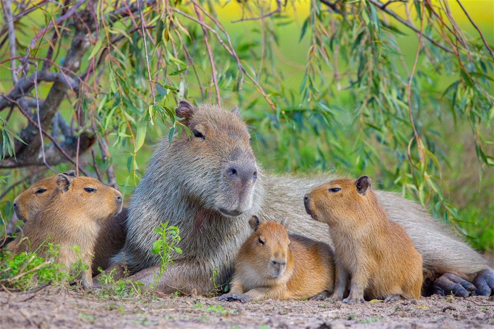 Wildlife, Wetlands & Waterfalls