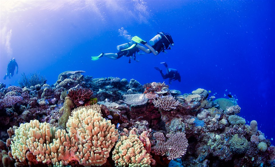 Learn to Dive in Fiji - Open Water Course