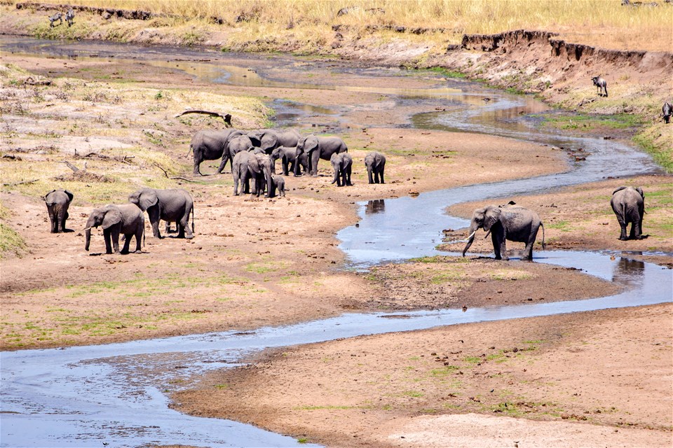 East Africa Safari