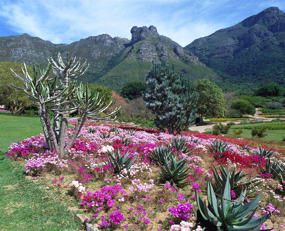 Kirstenbosch Gardens & Grapes Tour