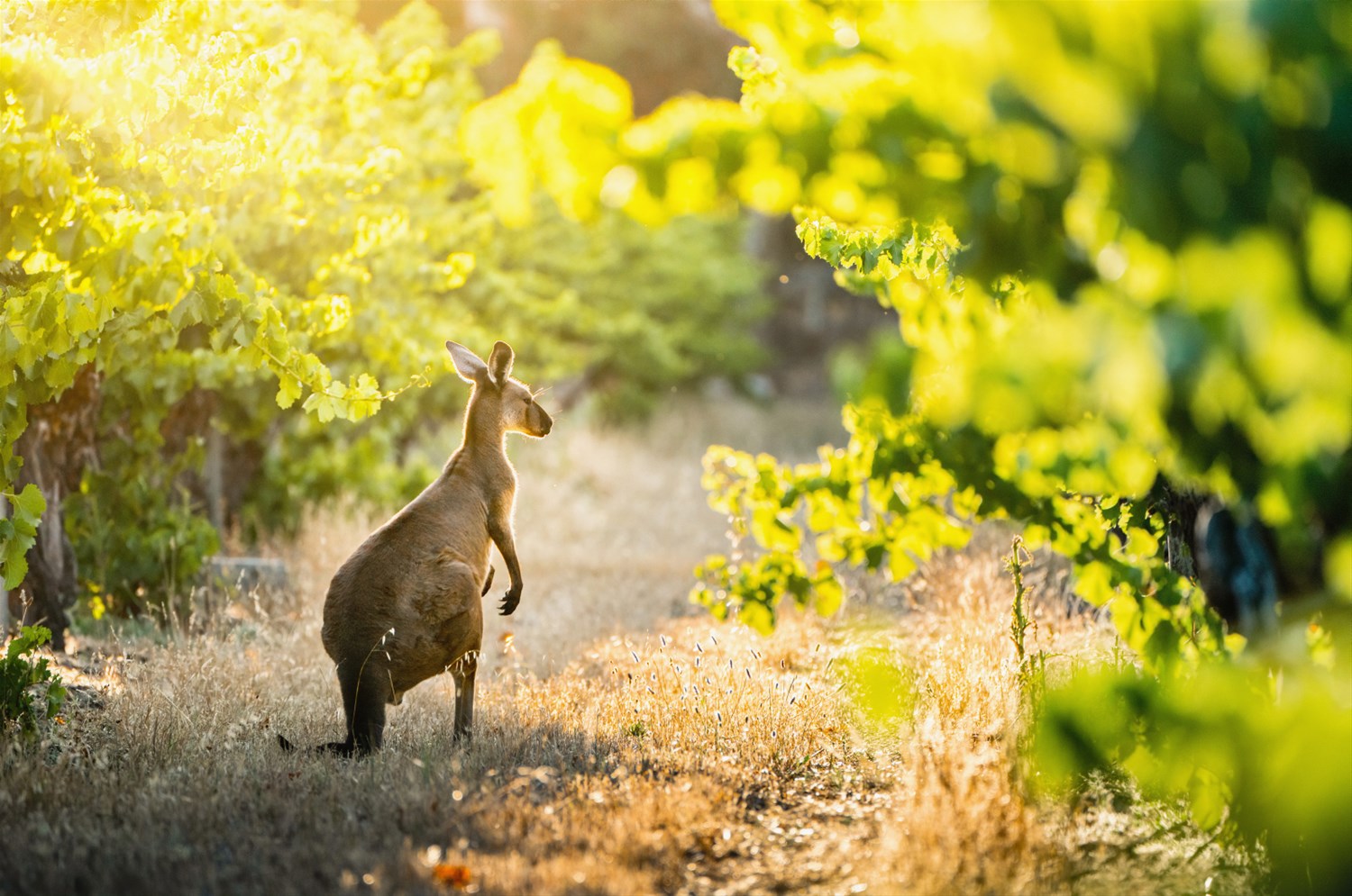 Barossa, Murray River & Fleurieu Peninsula