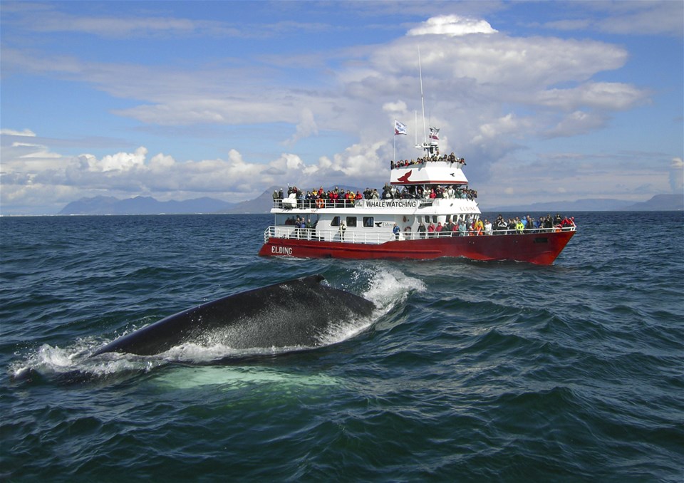 Whale Watching from Reykjavik