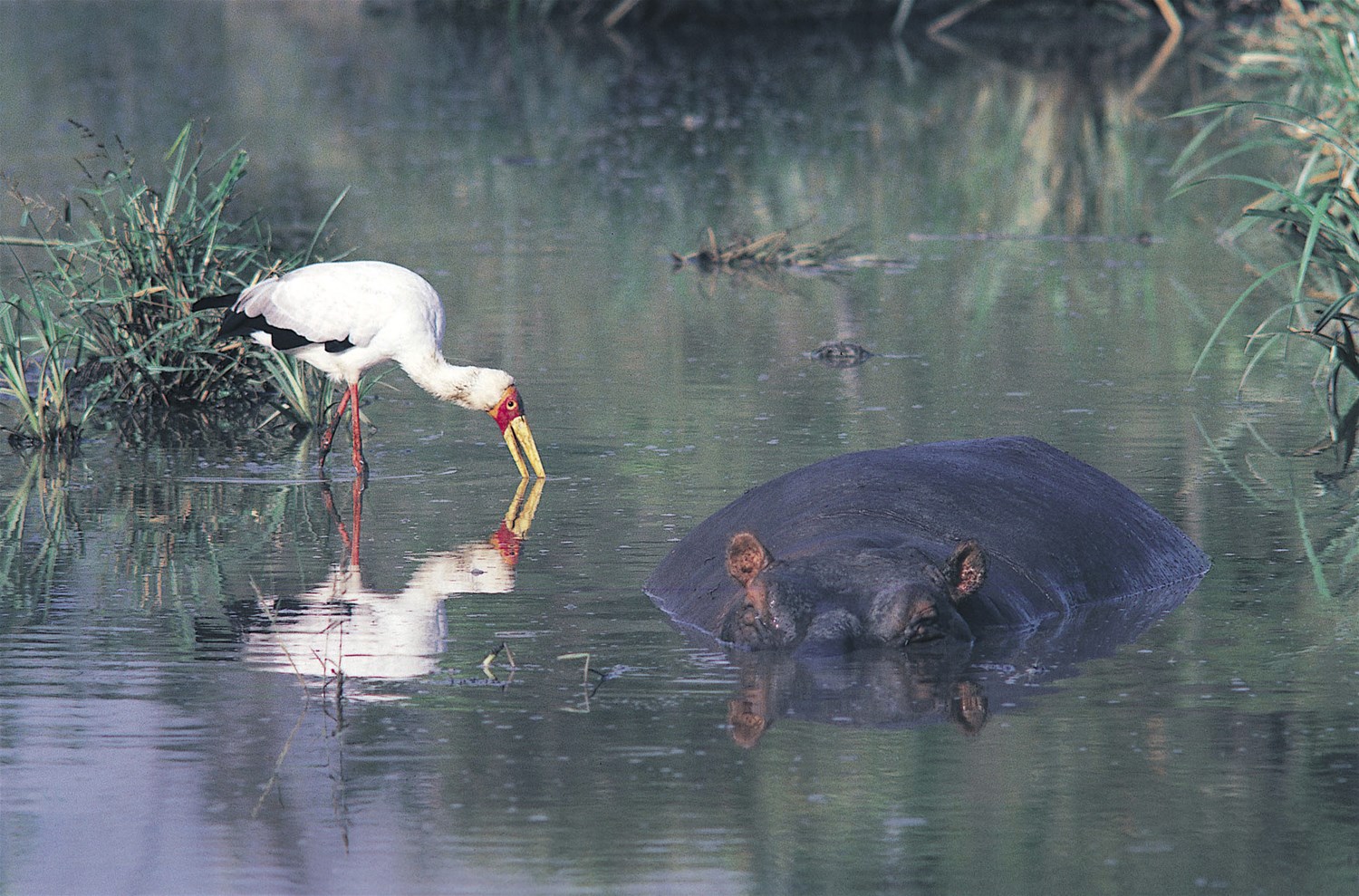 Tsavo West National Park