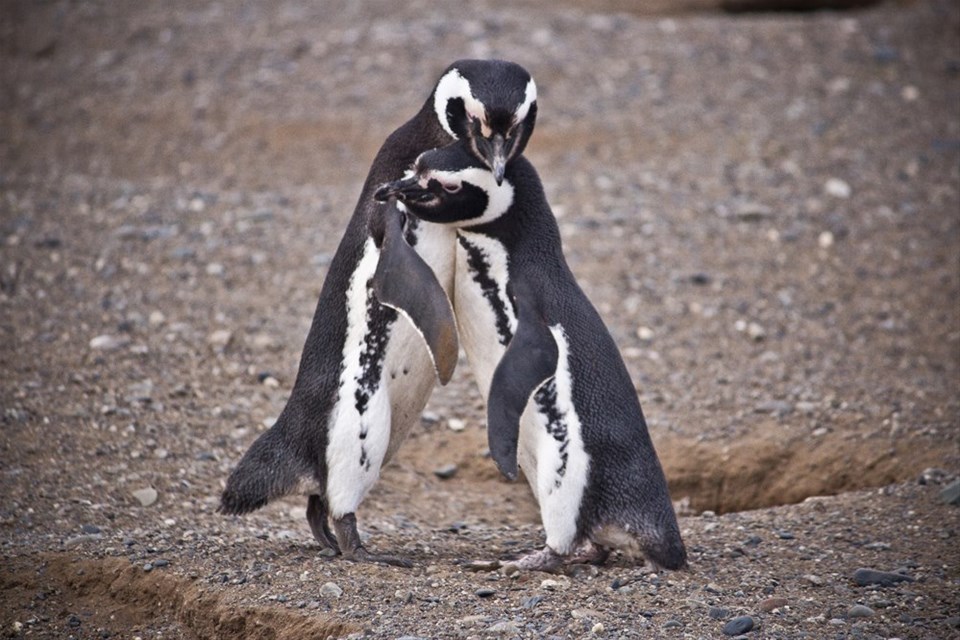 Magdalena Island Penguin Discovery