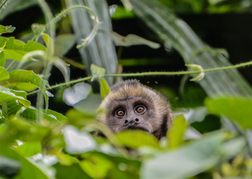 Pure Peru: Inca Trail, Andes & Amazon