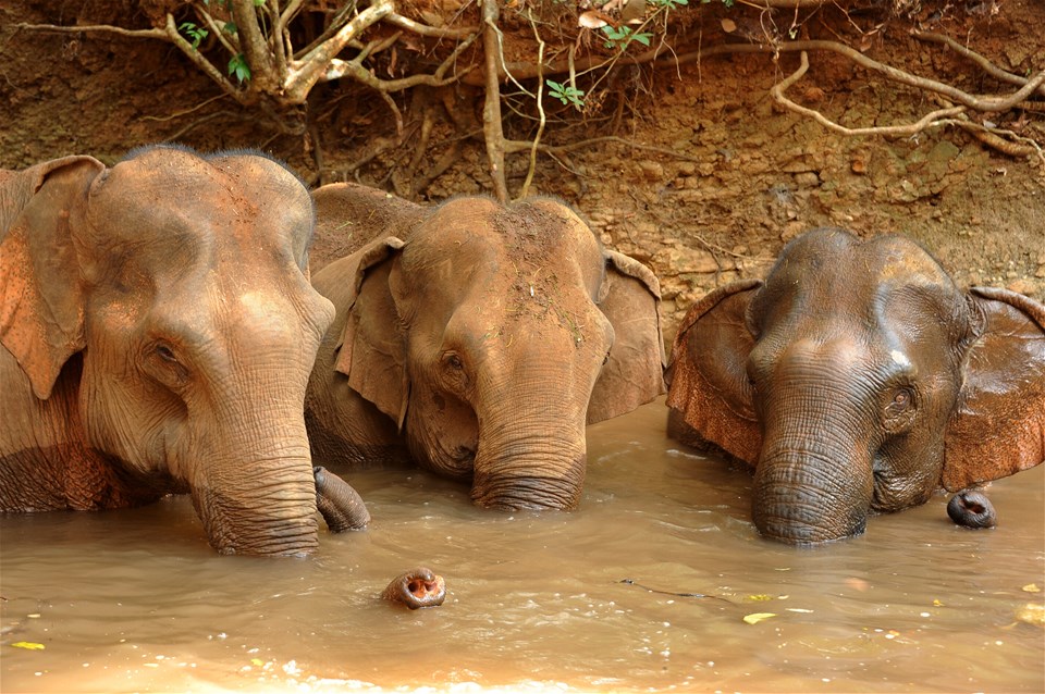 Elephants & Temples by Vintage Jeep