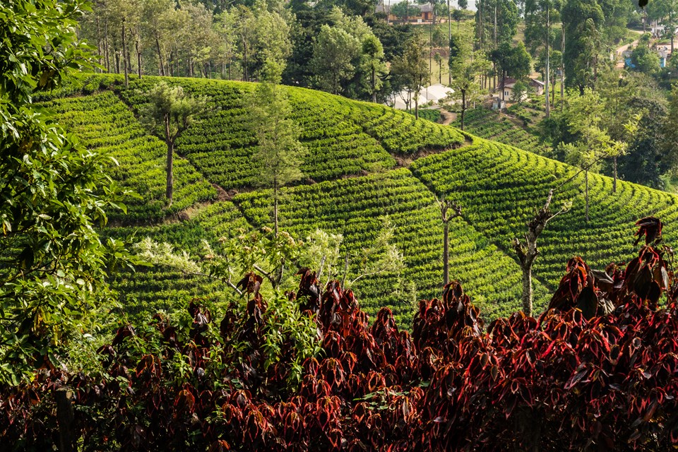 Walking in Sri Lanka