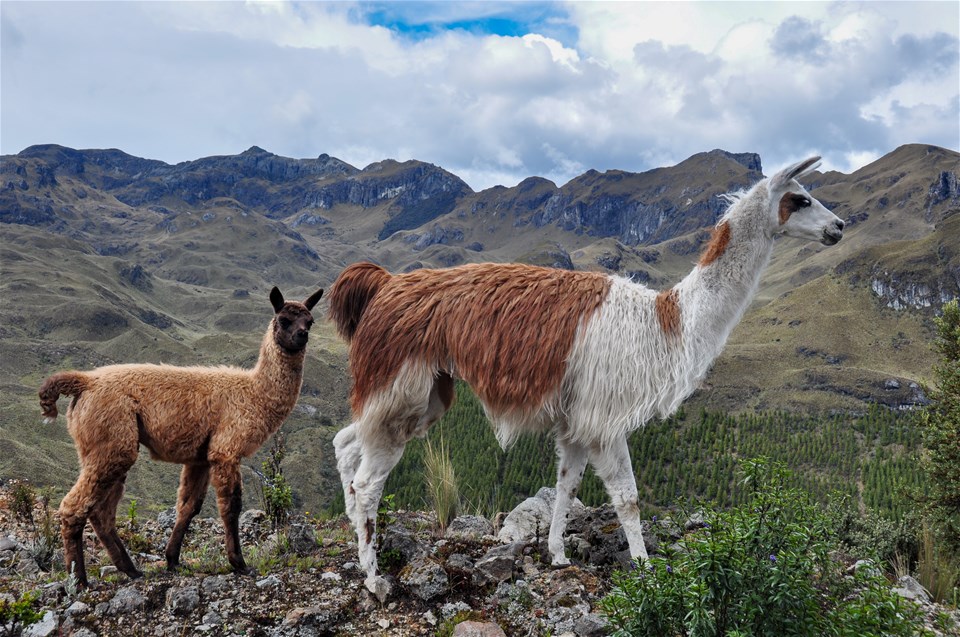 Ecuador Andes to Amazon