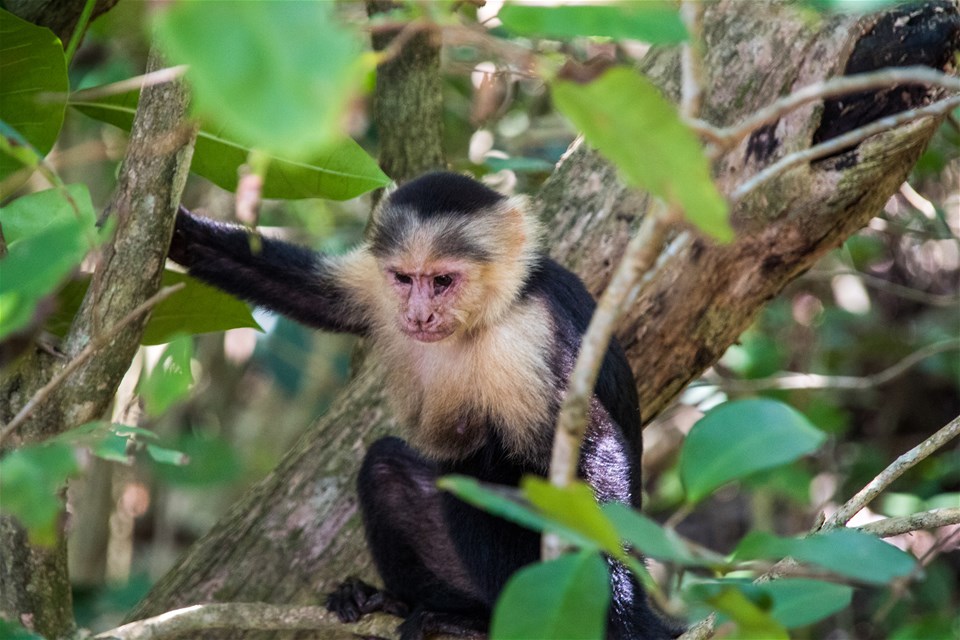 Costa Rica Wildlife Tour