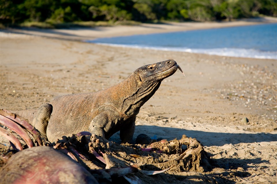 Discover Indonesia's Eastern Islands