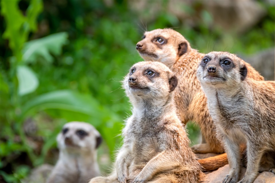 Meerkat Safari