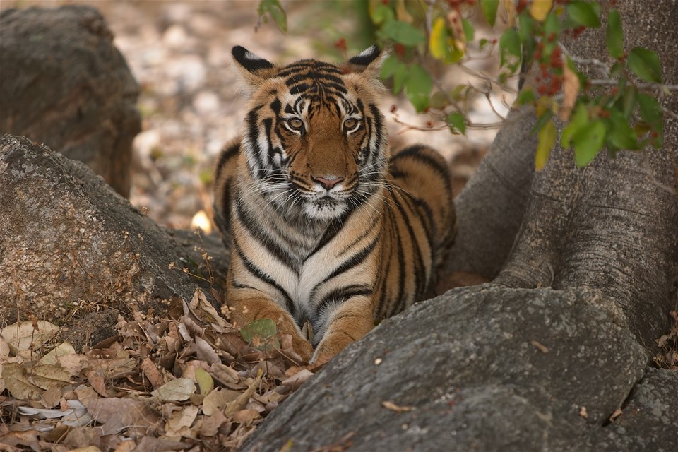 Mumbai, Tigers & Goa