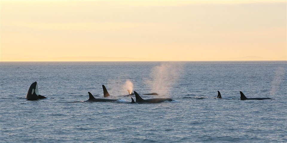 Sunset Whale & Wildlife Cruise