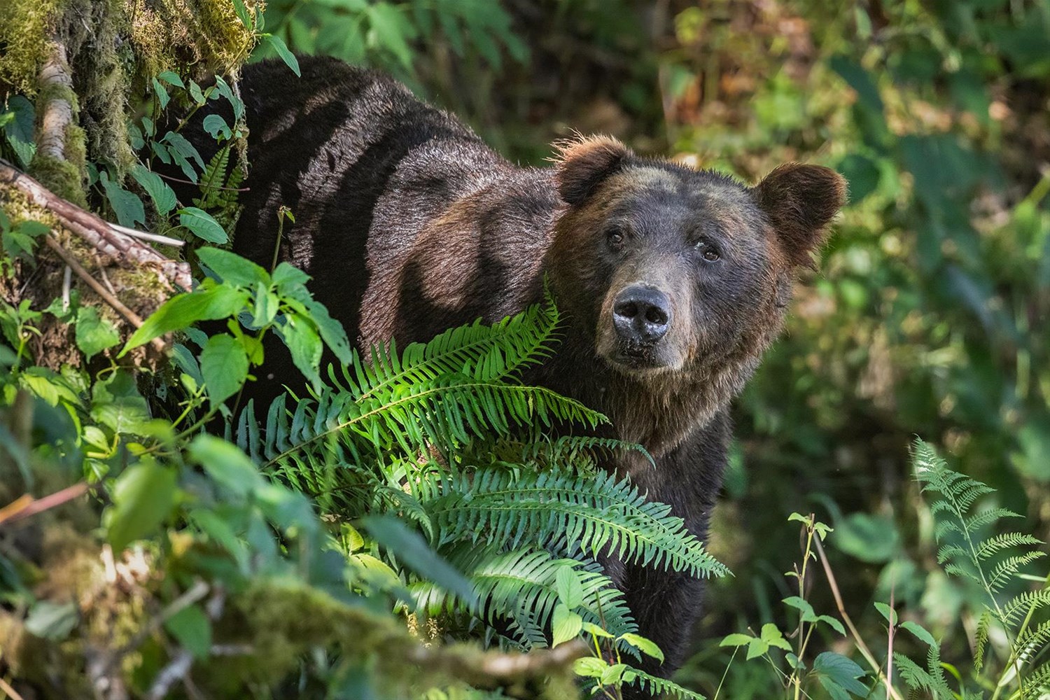 7 Ways to Experience Wilderness & Wildlife in Canada | Trailfinders