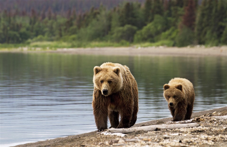 Alaskan Wildlife & Wilderness