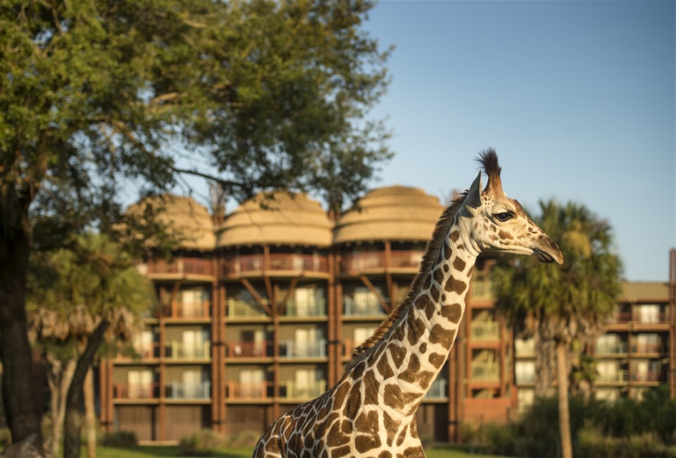 Disney's Animal Kingdom Lodge