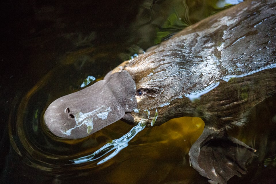 Rainforest Wildlife Tour