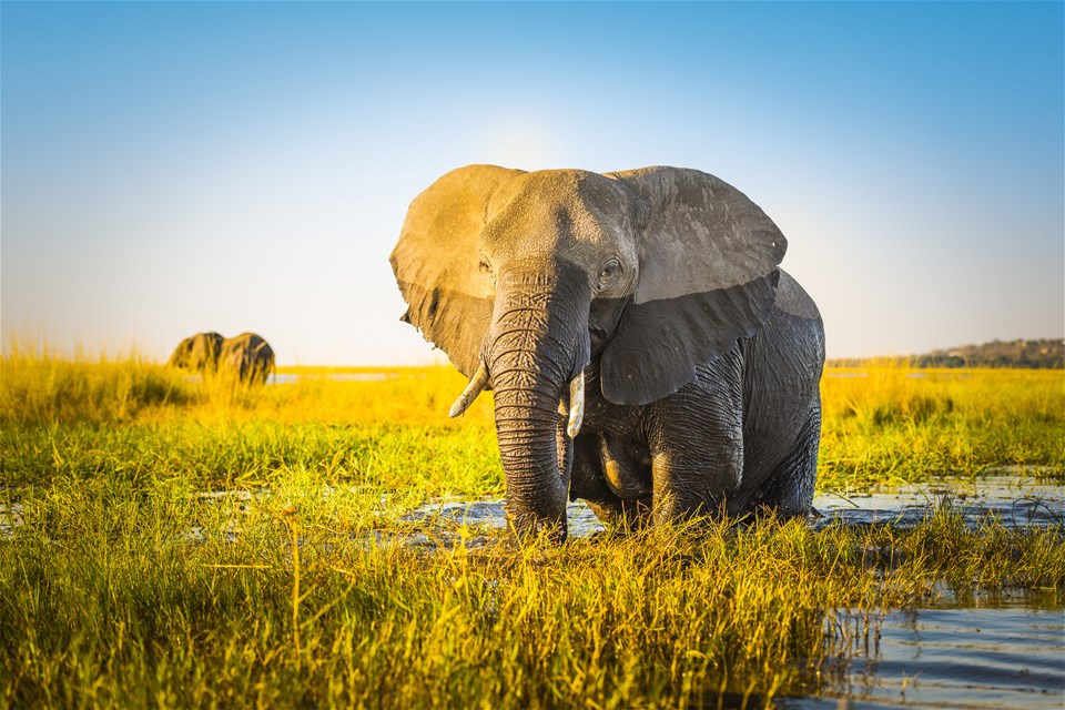 Upgraded - Botswana Wildlife Safari