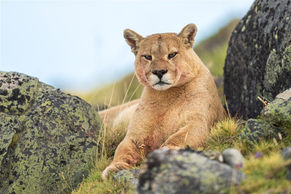 Puma Tracking in Torres del Paine National Park