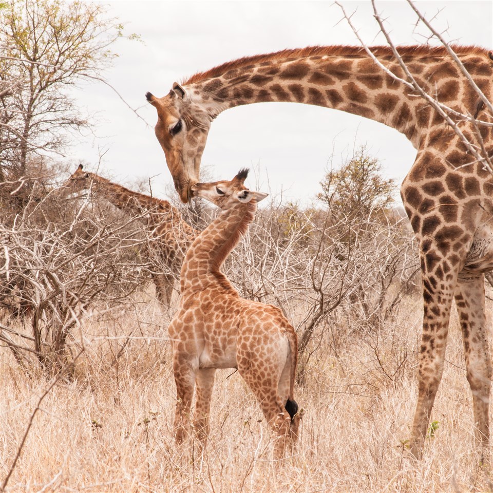 Journeys: Explore Southern Africa